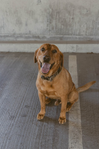 Doyle Cleave - Head of Security canine partner at CDA Painting Group